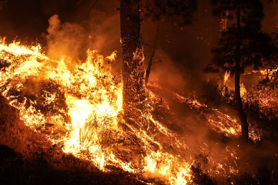 Trees are consumed by a wildfire.