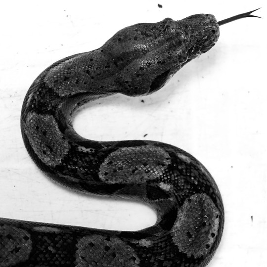 Boa Constrictors Kill By Stopping Blood Circulation, Science