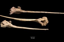 Skulls of three long-snouted dolphins