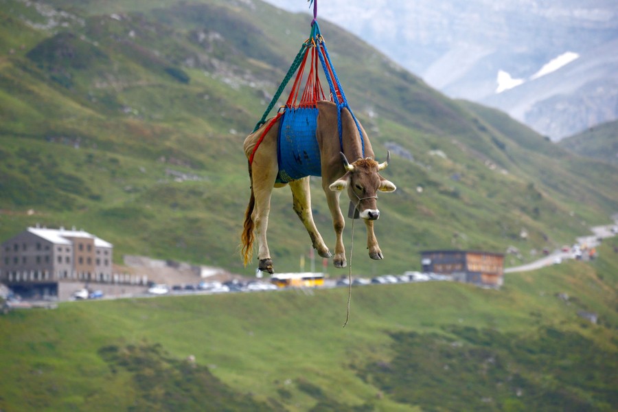 A cow is transported in a sling under a helicopter.