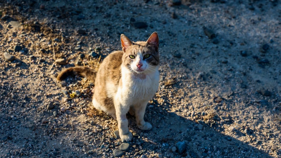 Photo of a cat in Cyprus