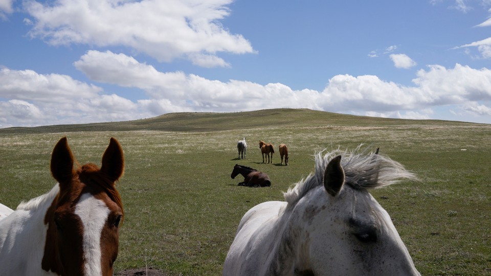 Horses in an open field