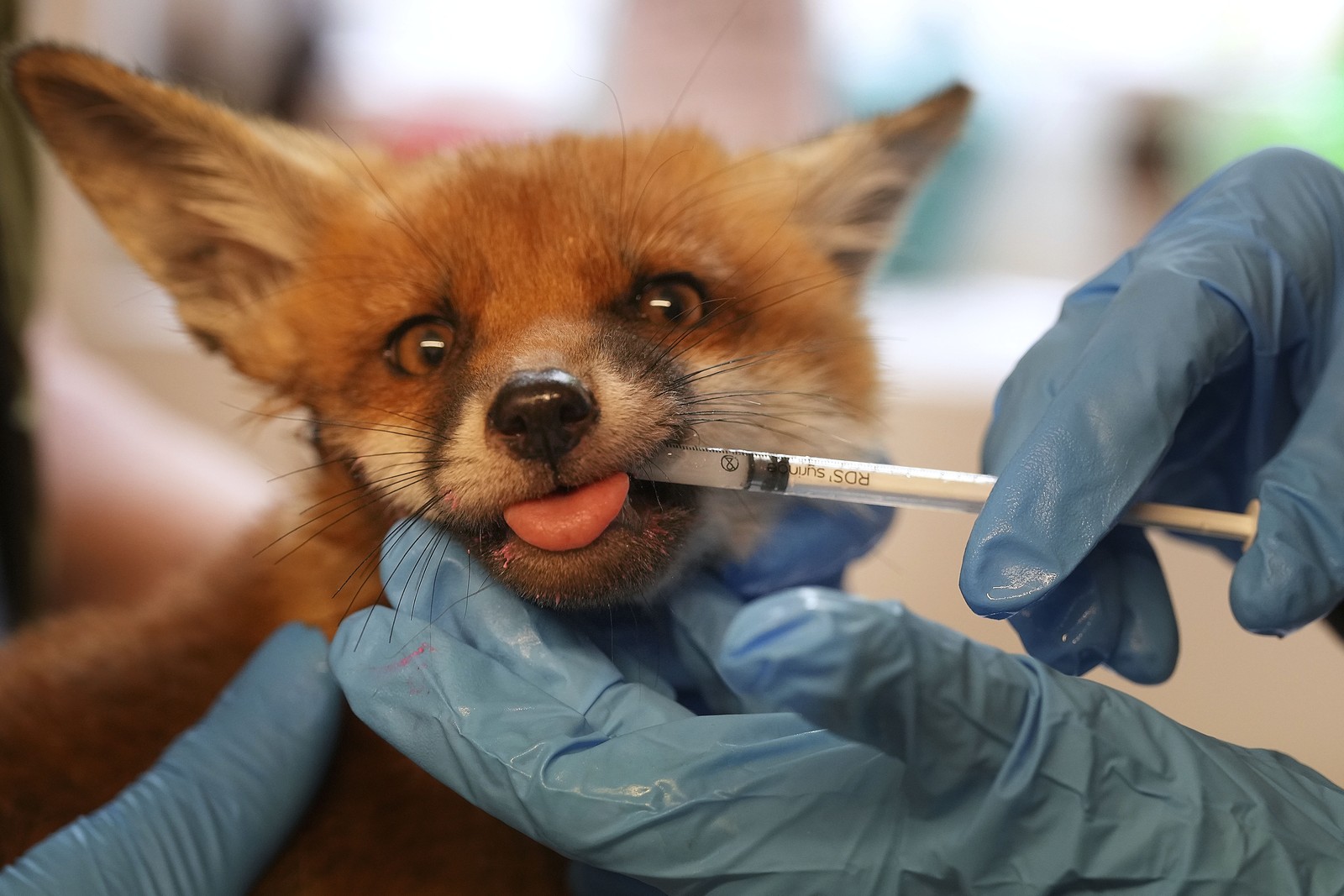 Two people wearing rubber gloves hold a fox while feeding it medicine through a syringe.