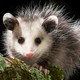 An opossum looks directly at the camera.