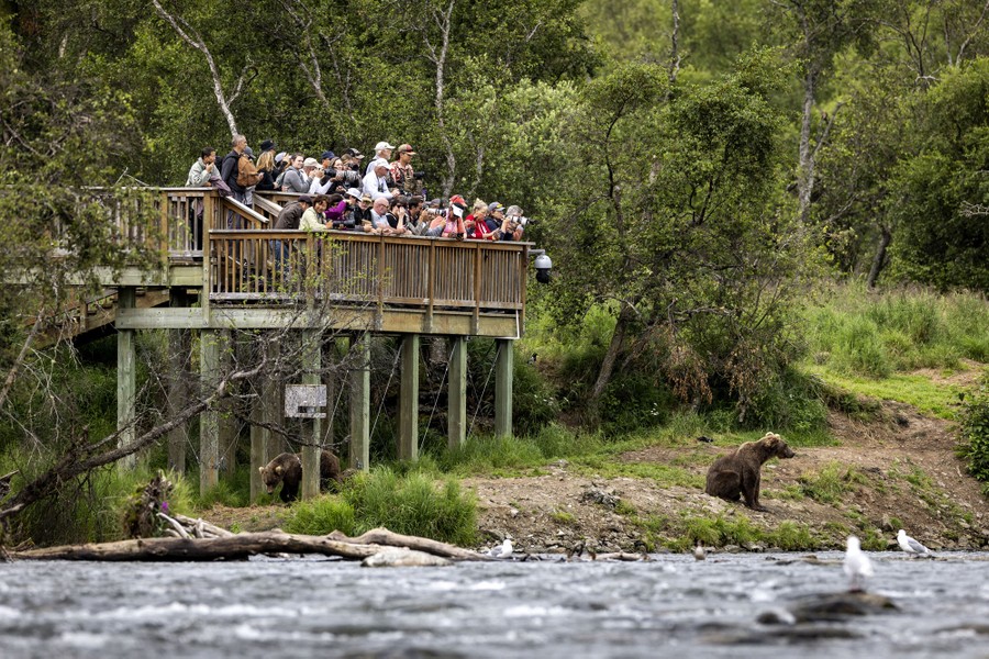 Brown Bears Fishing at Alaska's Brooks Falls - The Atlantic