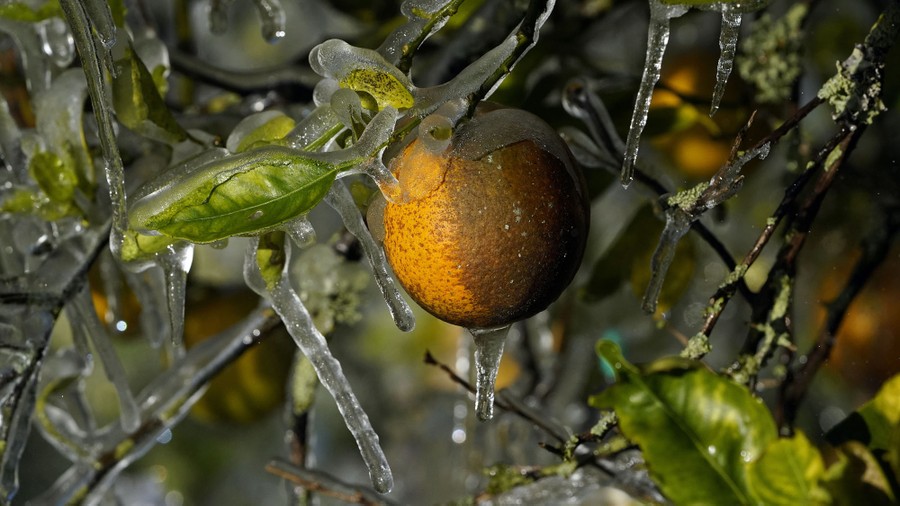 A view of an ice-encrusted orange and branches.