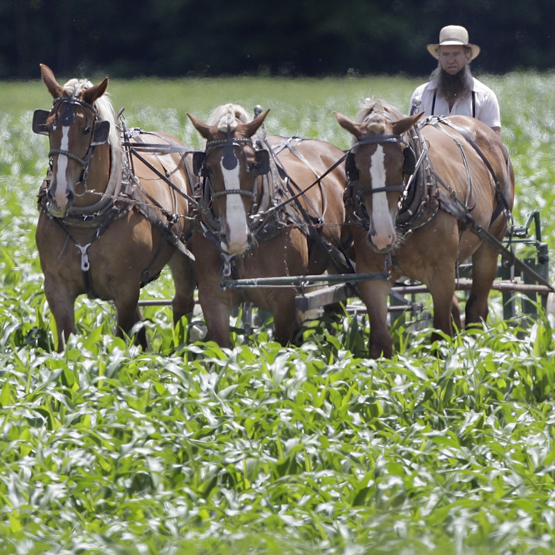  Amish Farms