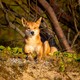 A dingo stares forlornly at the setting sun.