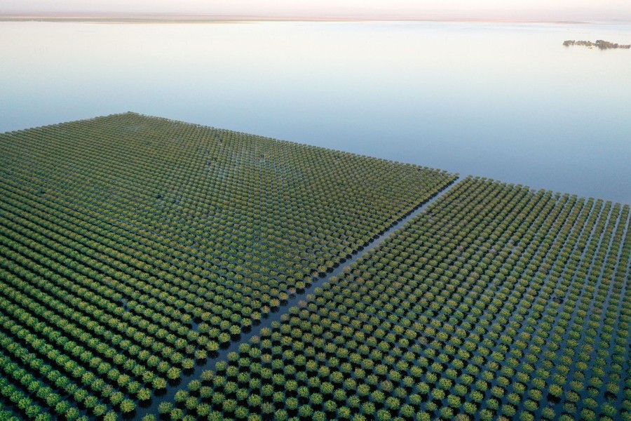 An aerial view of a pistachio-tree orchard surrounded by floodwater