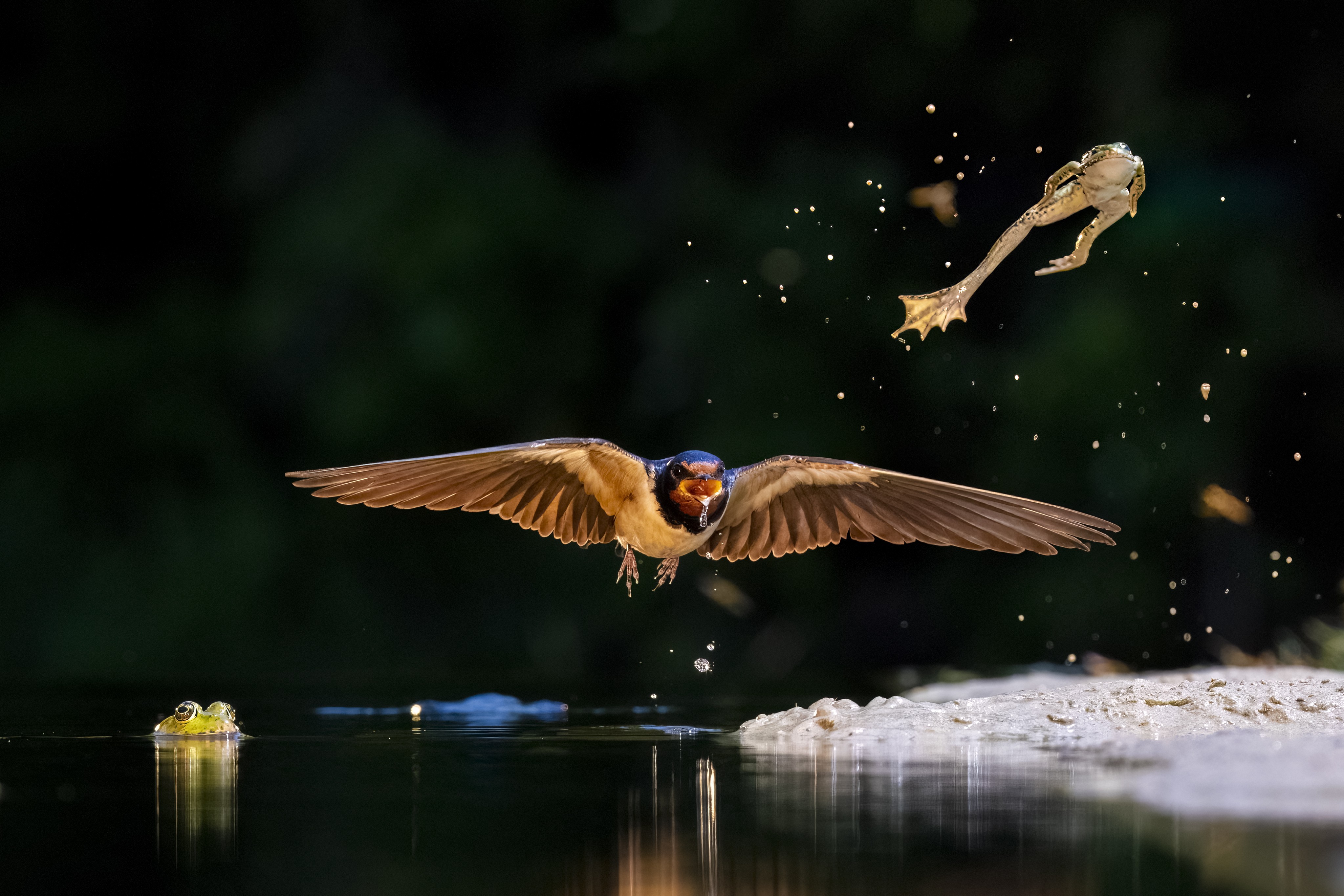 A small bird flies close to the surface of a pond as a frog leaps into the air ahead of it.