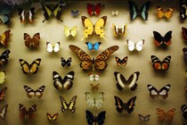 Butterflies are displayed in a case at a new exhibition at the American Museum of Natural History.