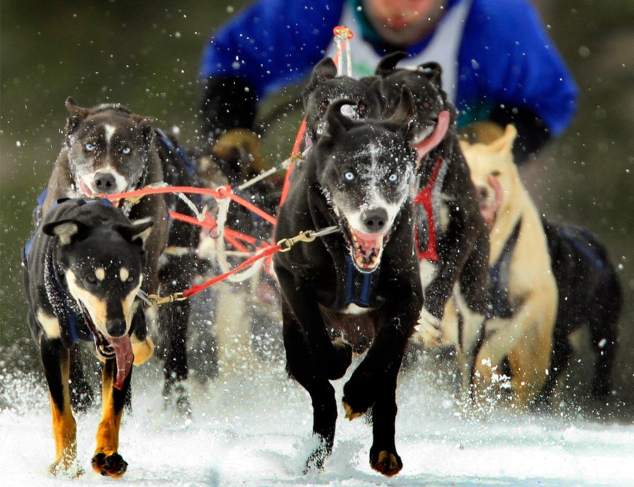 The 2011 Iditarod Sled Dog Race The Atlantic