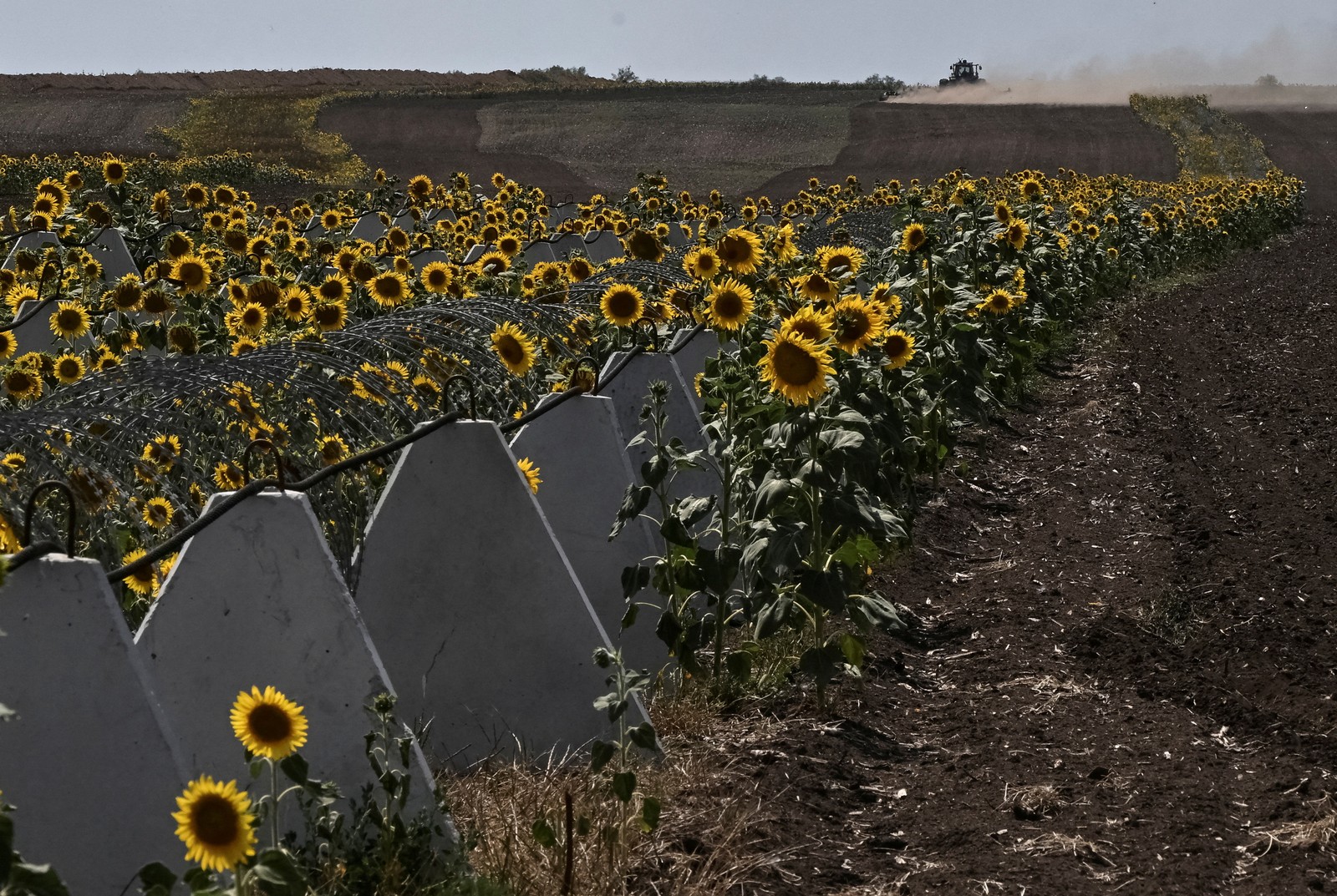 Defensive concrete blocks and razor wire sit in a field beside sunflowers in Ukraine.