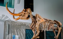 Mastodon at University of Michigan Museum of Natural History