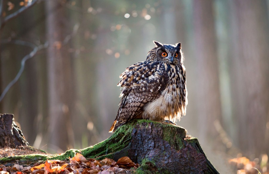 Happy Superb Owl Sunday, - Raptor Resource Project