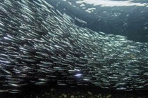 A school of silvery little fish in the ocean