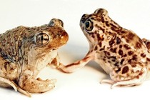 A male Mexican spadefoot toad and a female plains spadefoot toad