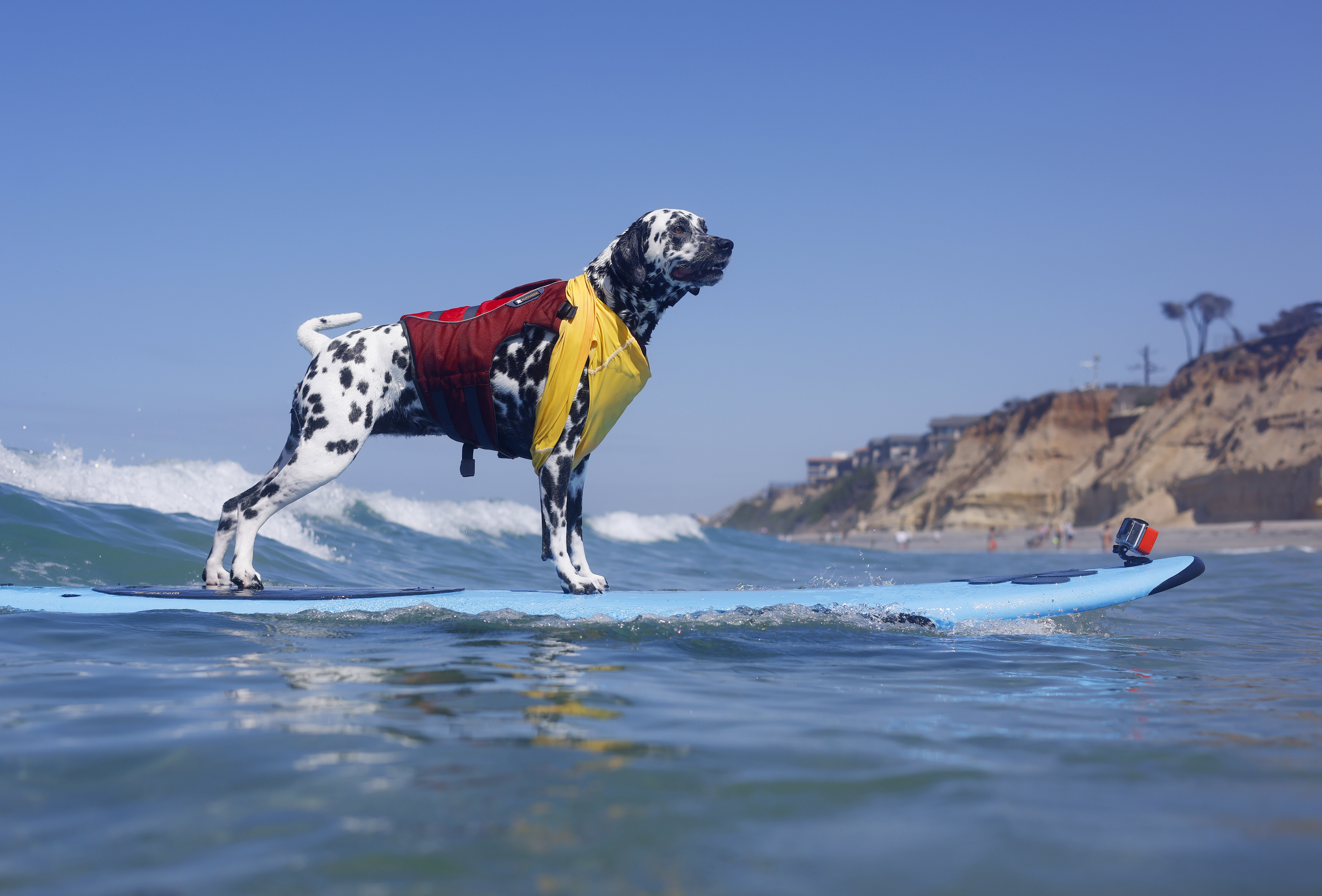 A dog stands, riding on a surfboard, ahead of incoming waves.