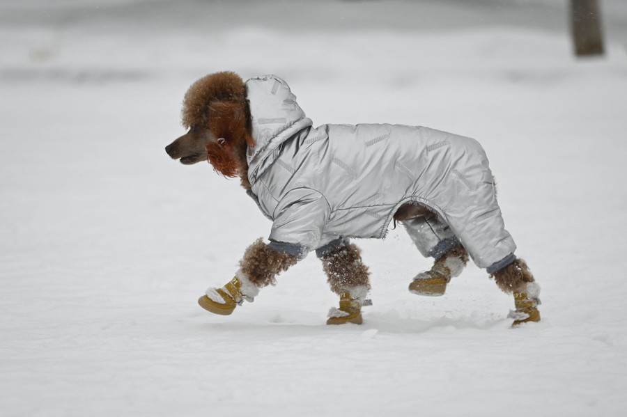 A dog wearing a padded silver coat and booties walks in the snow.