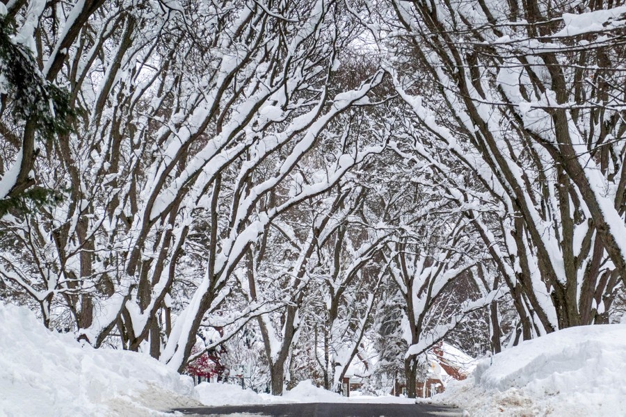 Snow-covered trees above a road