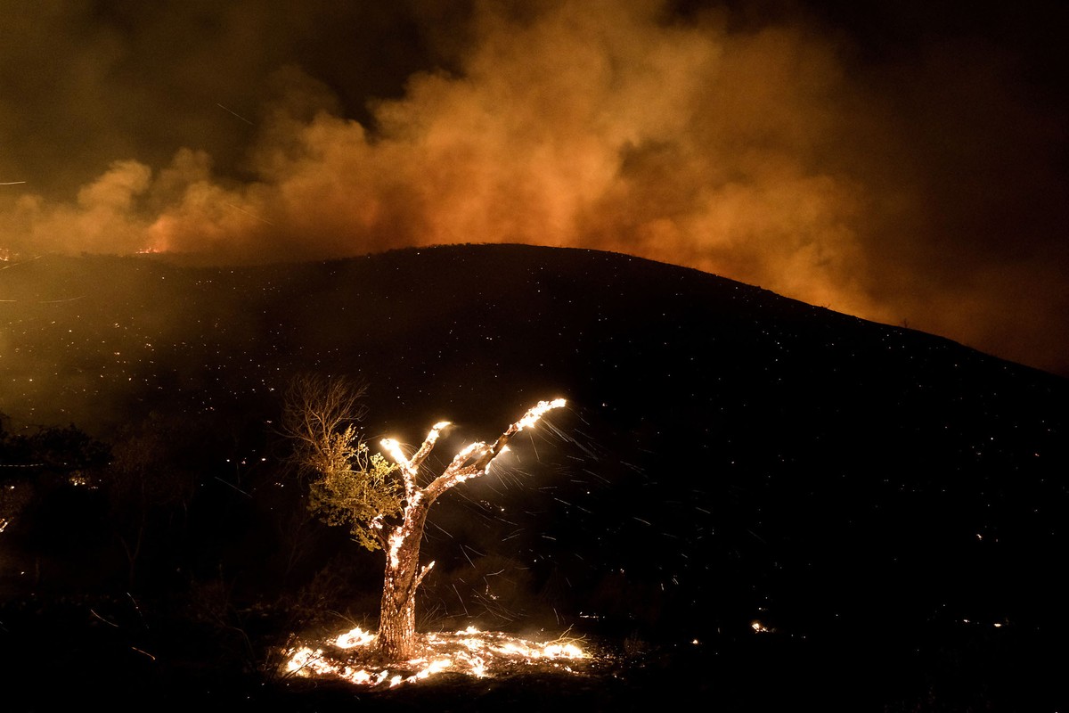 Embers fall from a burning tree beside a scorched hillside at night.