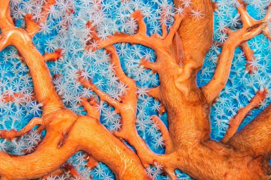 Small orange fish swim among colorful branches of coral.