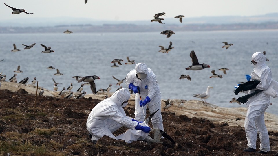 A team of rangers clears deceased birds from Staple Island.