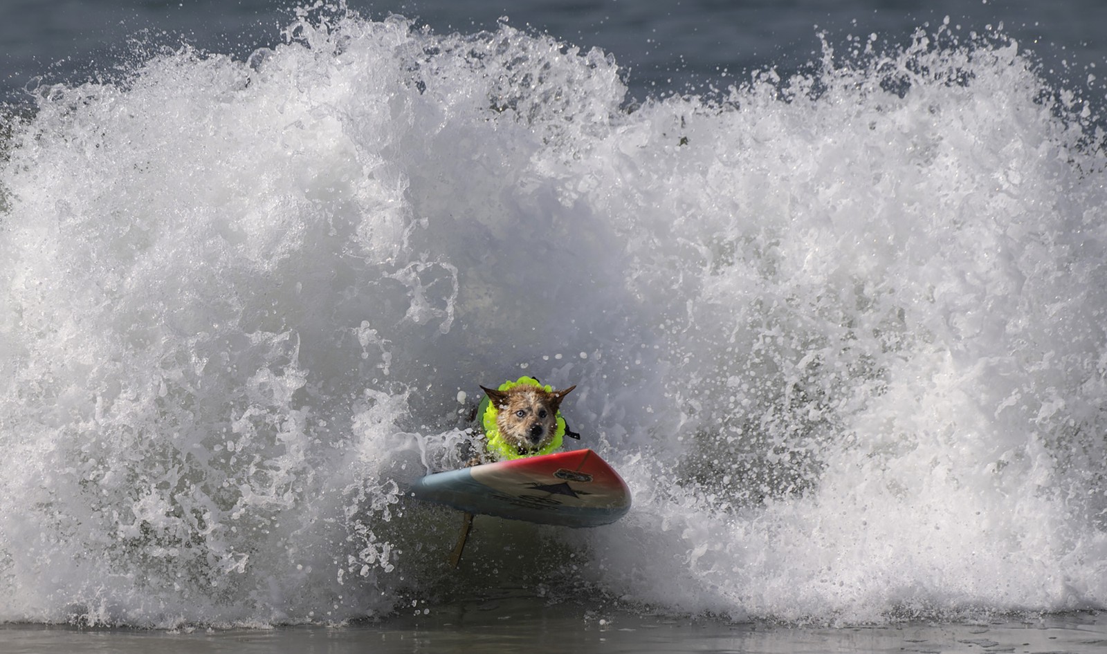A dog rides a surfboard out of a crashing wave with a very focused look on its face.
