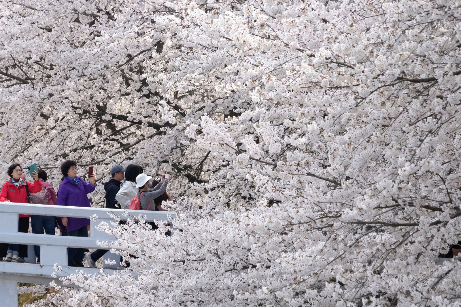 People take photos near cherry blossoms, on a bridge in a park.