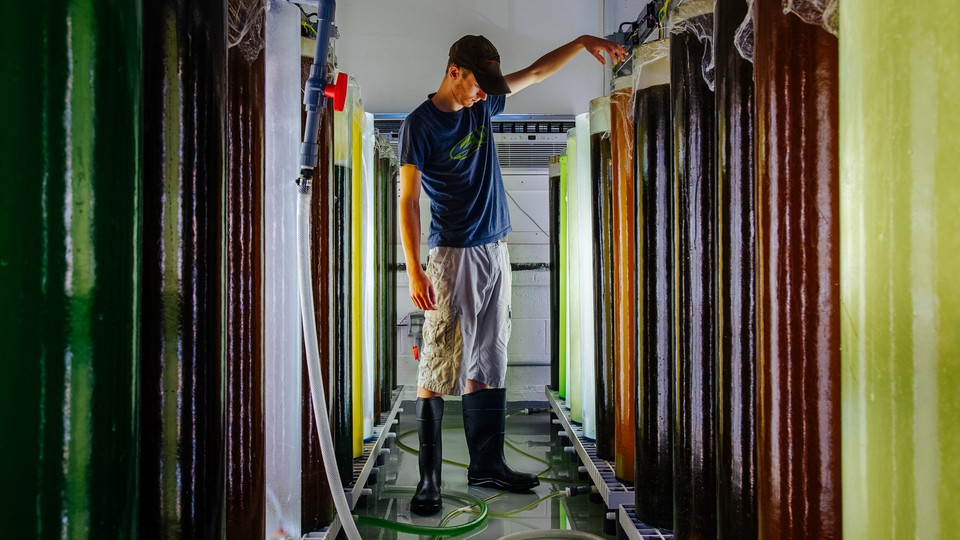 A man in a kelp hatchery