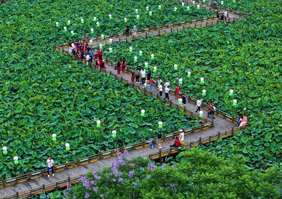 People walk on a zigzag raised walkway among lotus plants.