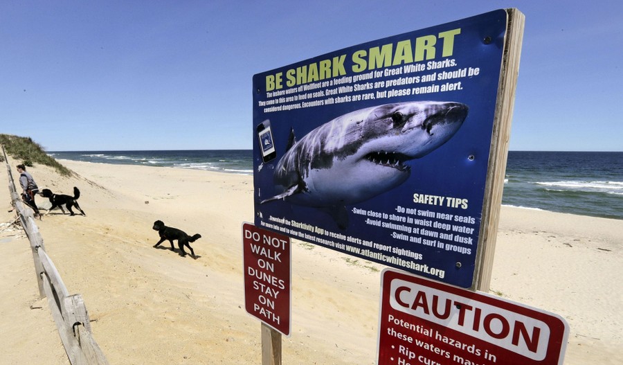 A person walks their dogs on the beach next to warning signs, including a sign that says "Be Shark Smart."