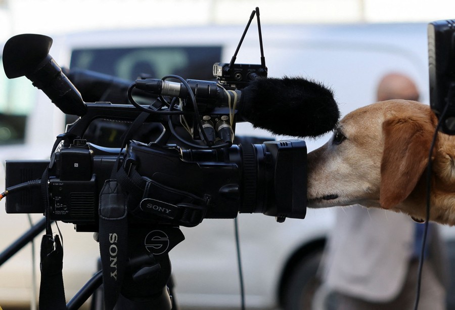 A dog pokes its muzzle into a video-camera lens.
