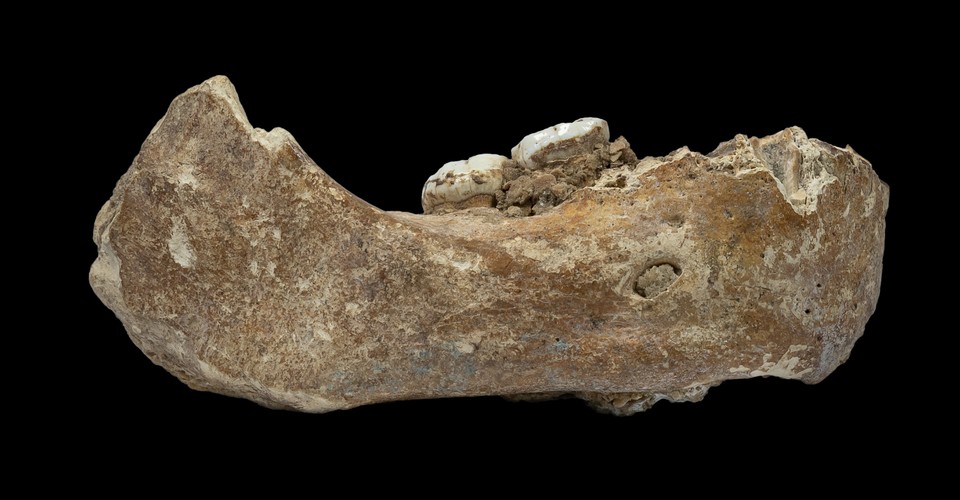 Denisovans & 2020 image