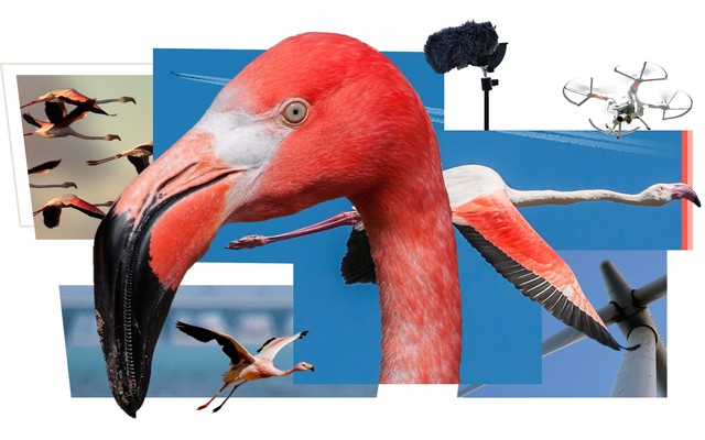 A collage of flamingo photographs