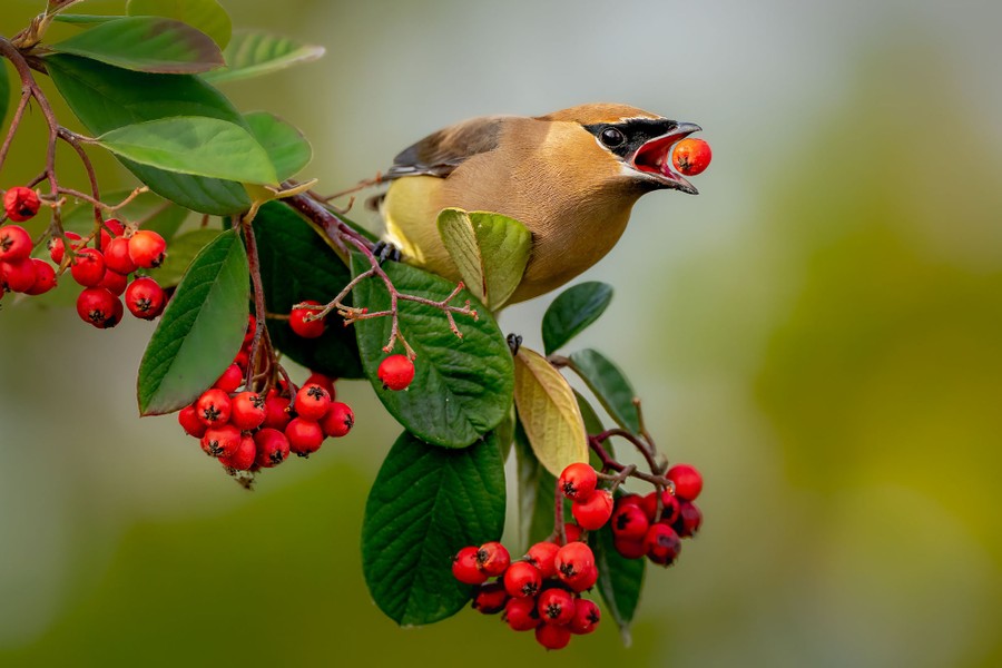 Selections From the 2023 Audubon Photography Awards Top 100 - The Atlantic