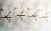 A photo of mosquitoes