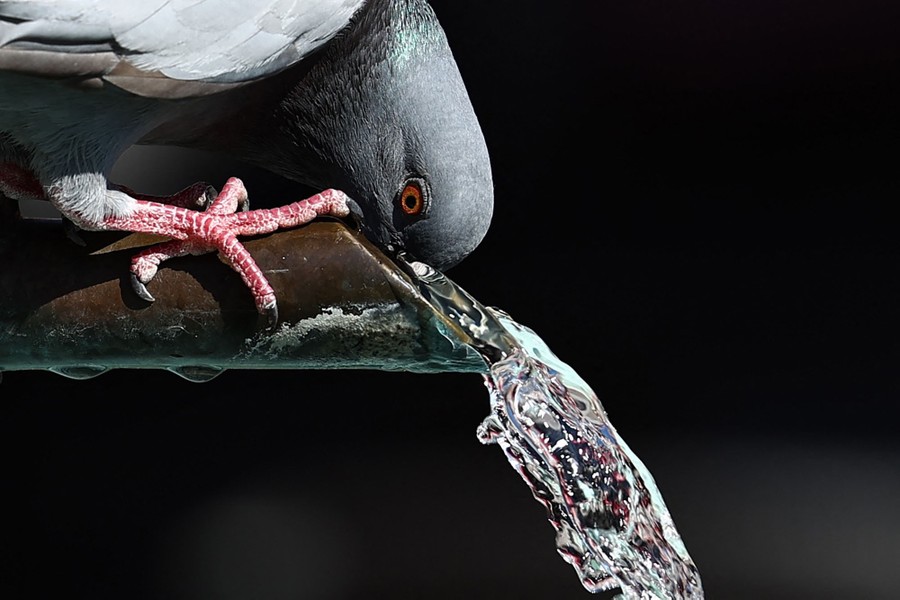 A pigeon leans over to drink out of a pipe in a public fountain.