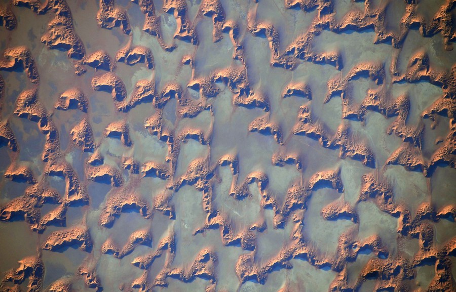 Dozens of crescent-shaped scalloped sand dunes are seen on a flat desert plain.