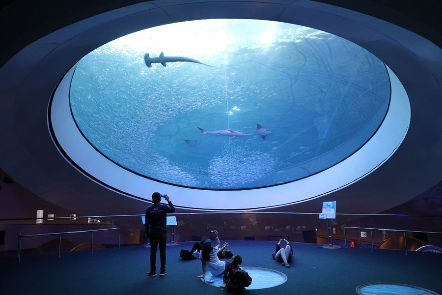 Several people look through a large round window into an aquarium, where a hammerhead shark and other fish can be seen swimming.
