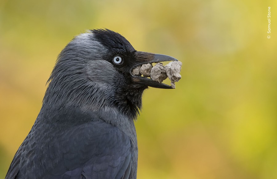 A bird holds at least four small rocks in its beak.