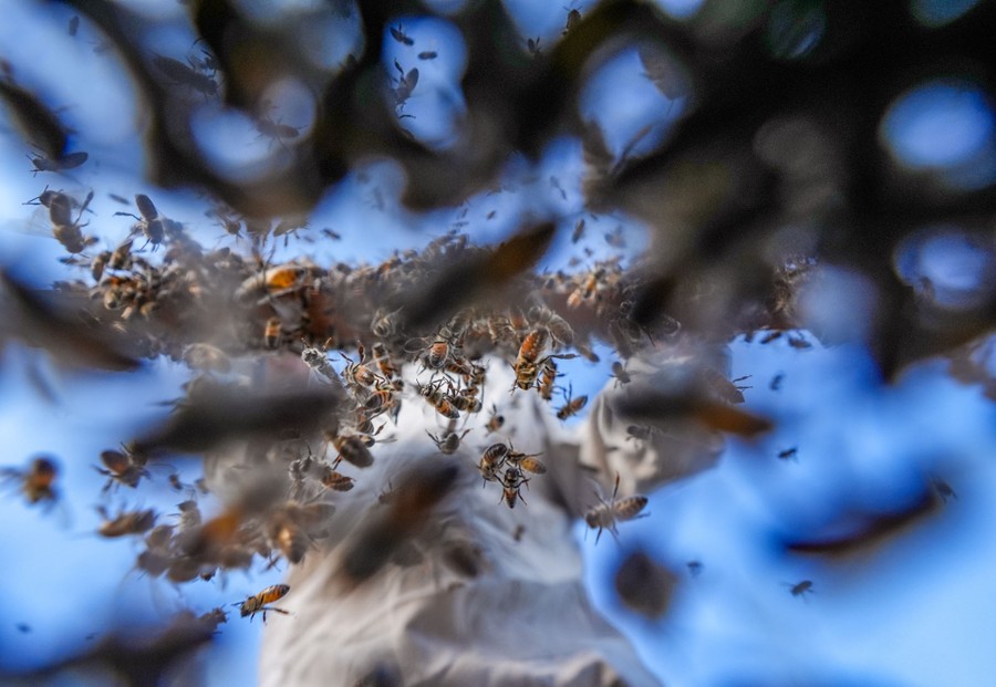 Captured from below, a beekeeper shakes bees loose from a rack.