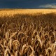 A field of wheat in Oblast, Russia