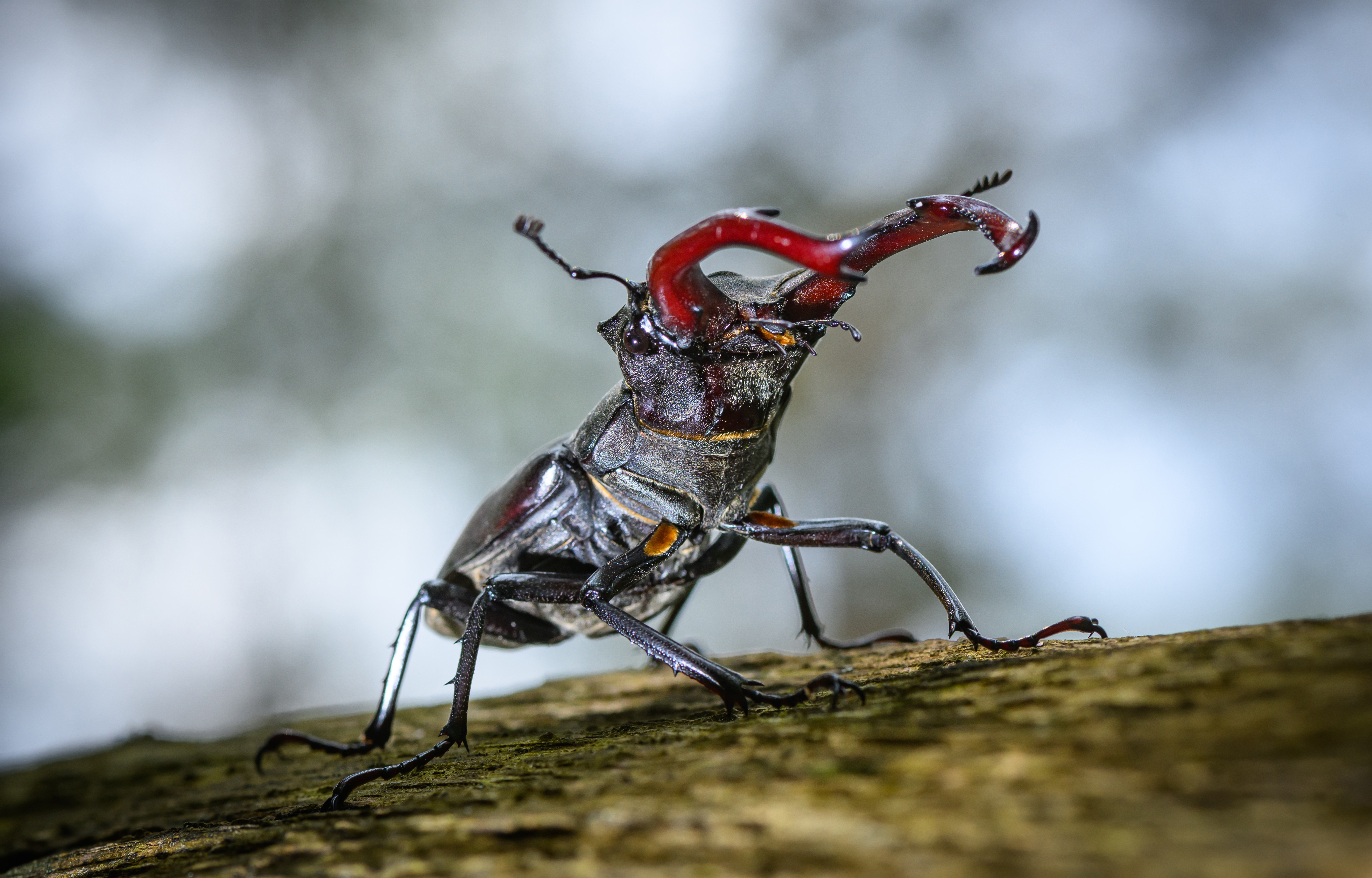 A large beetle with two long horns walks on a broad tree branch.
