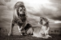 Two lions bare their teeth at each other on a plain beneath a cloudy sky.