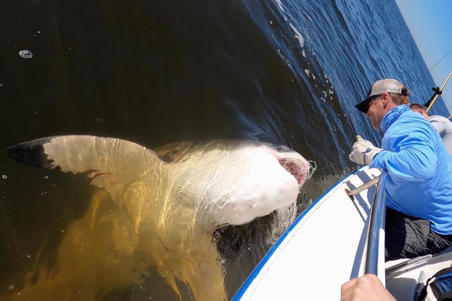 Shark up close to a boat