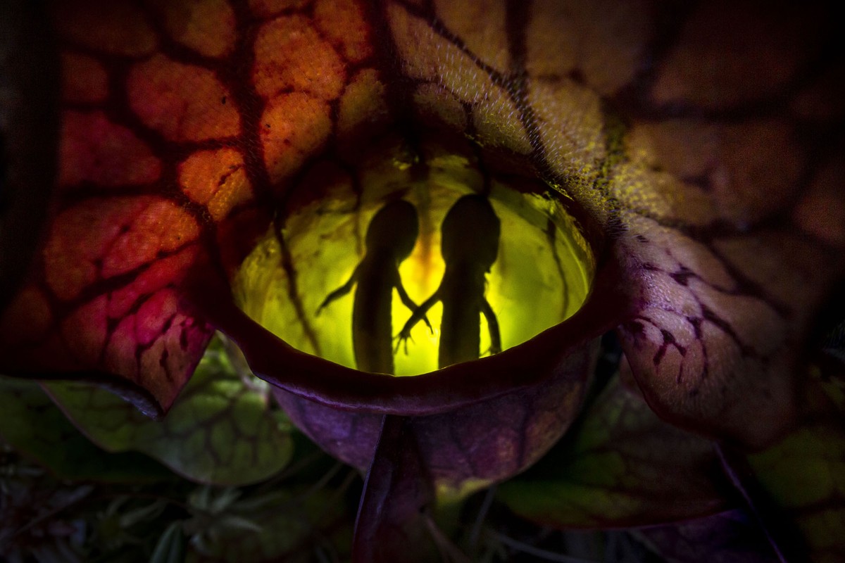 A close view of two small salamanders floating in fluid inside a pitcher plant, surrounded by colorful leaves.