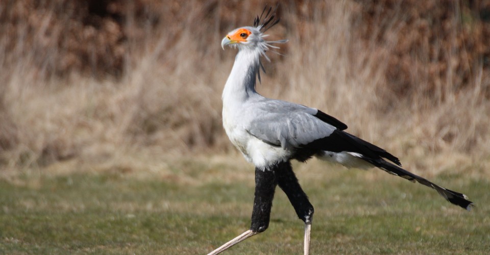 Ninja Eagles On Stilts The Atlantic