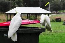 Two birds sitting on a trash bin