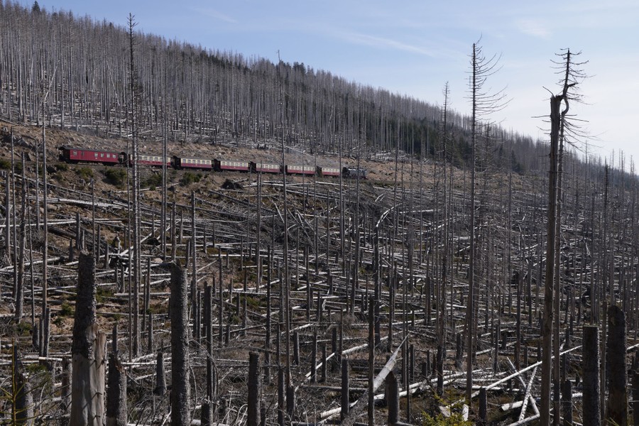 A train carries tourists through a forest of dead trees.